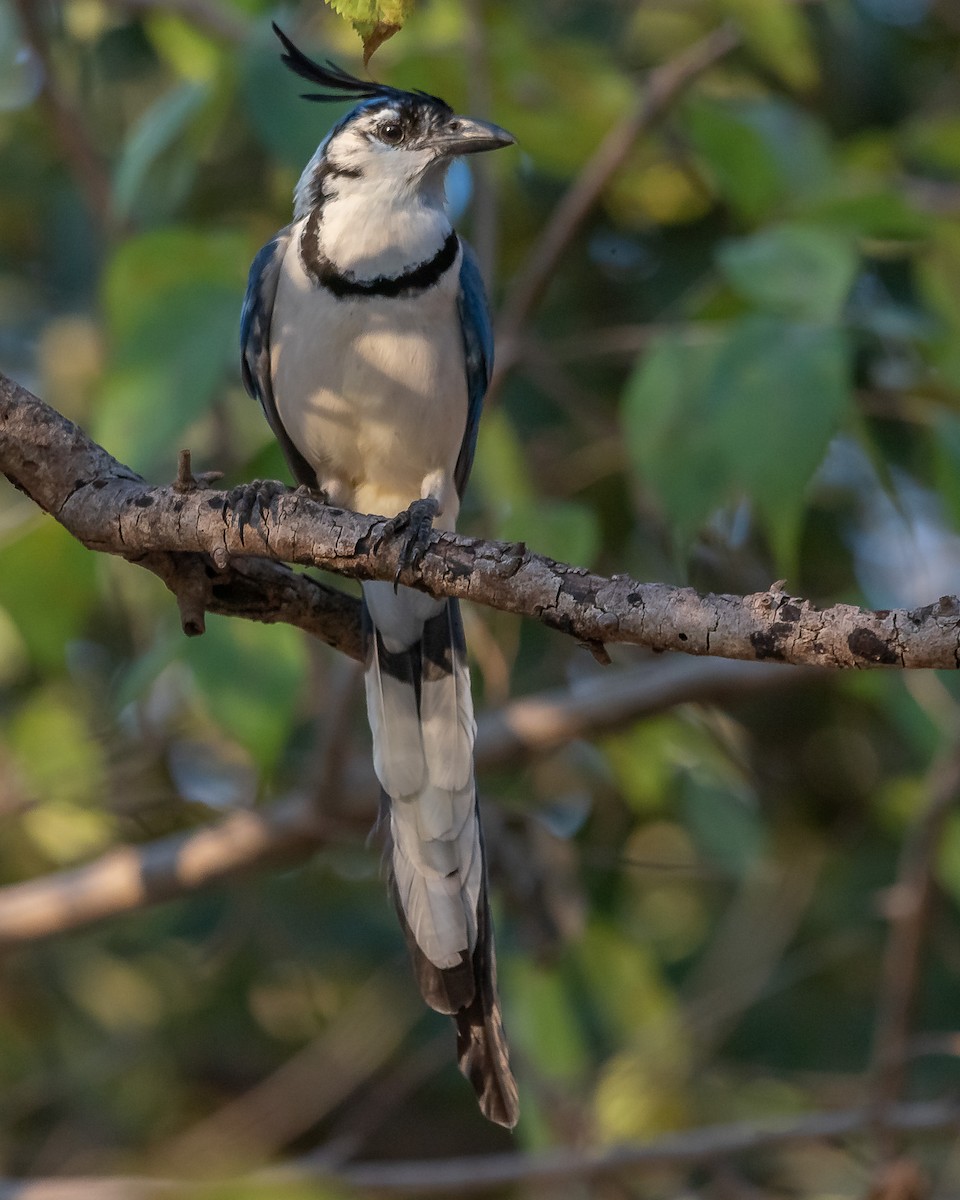 White-throated Magpie-Jay - ML620361342