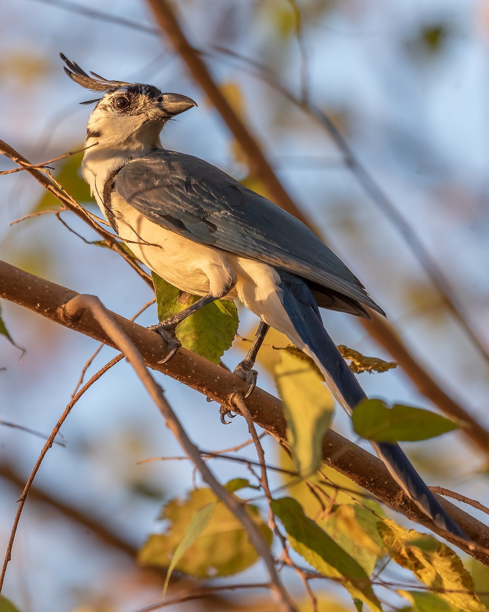White-throated Magpie-Jay - ML620361343