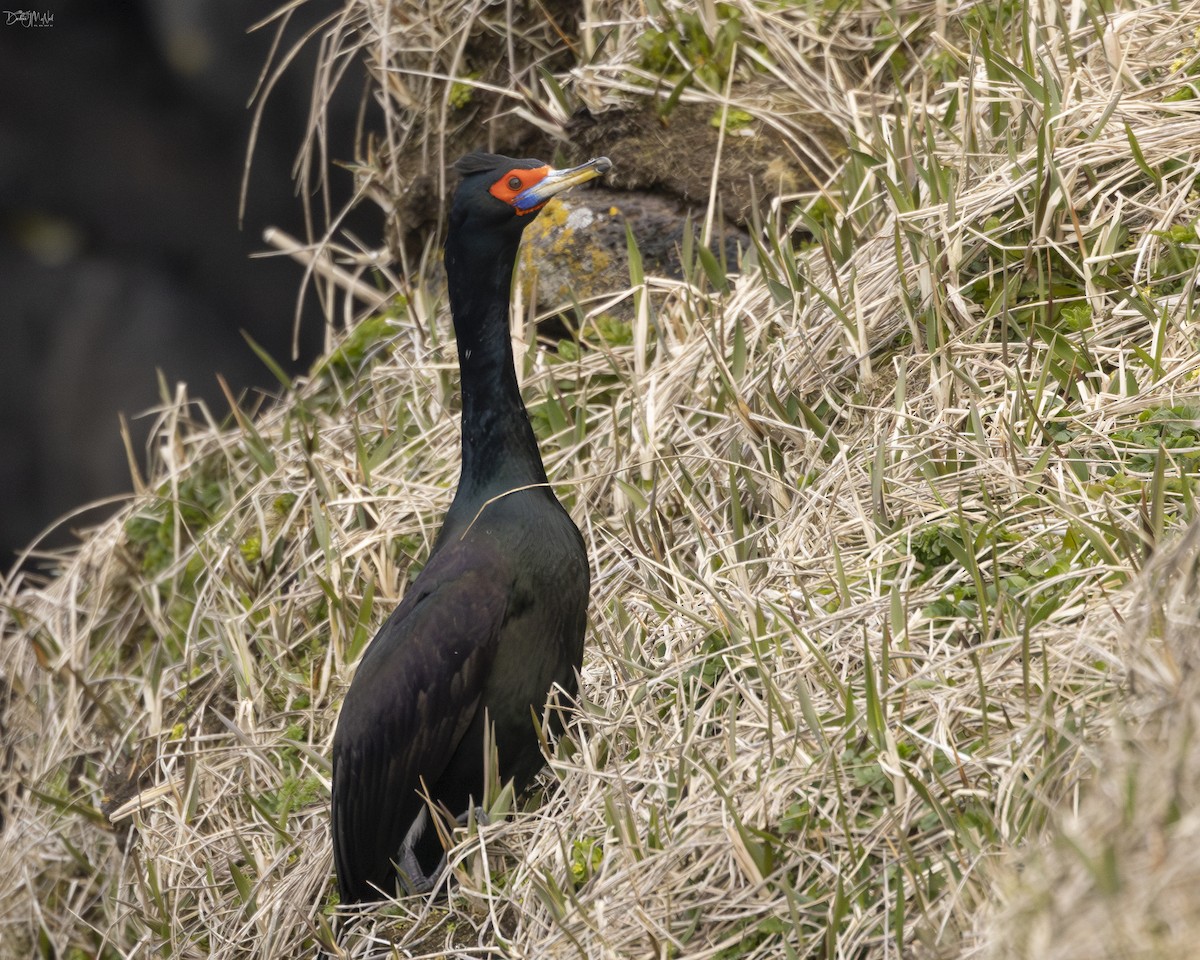 Red-faced Cormorant - ML620361344