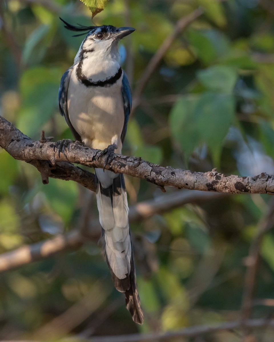 White-throated Magpie-Jay - ML620361345