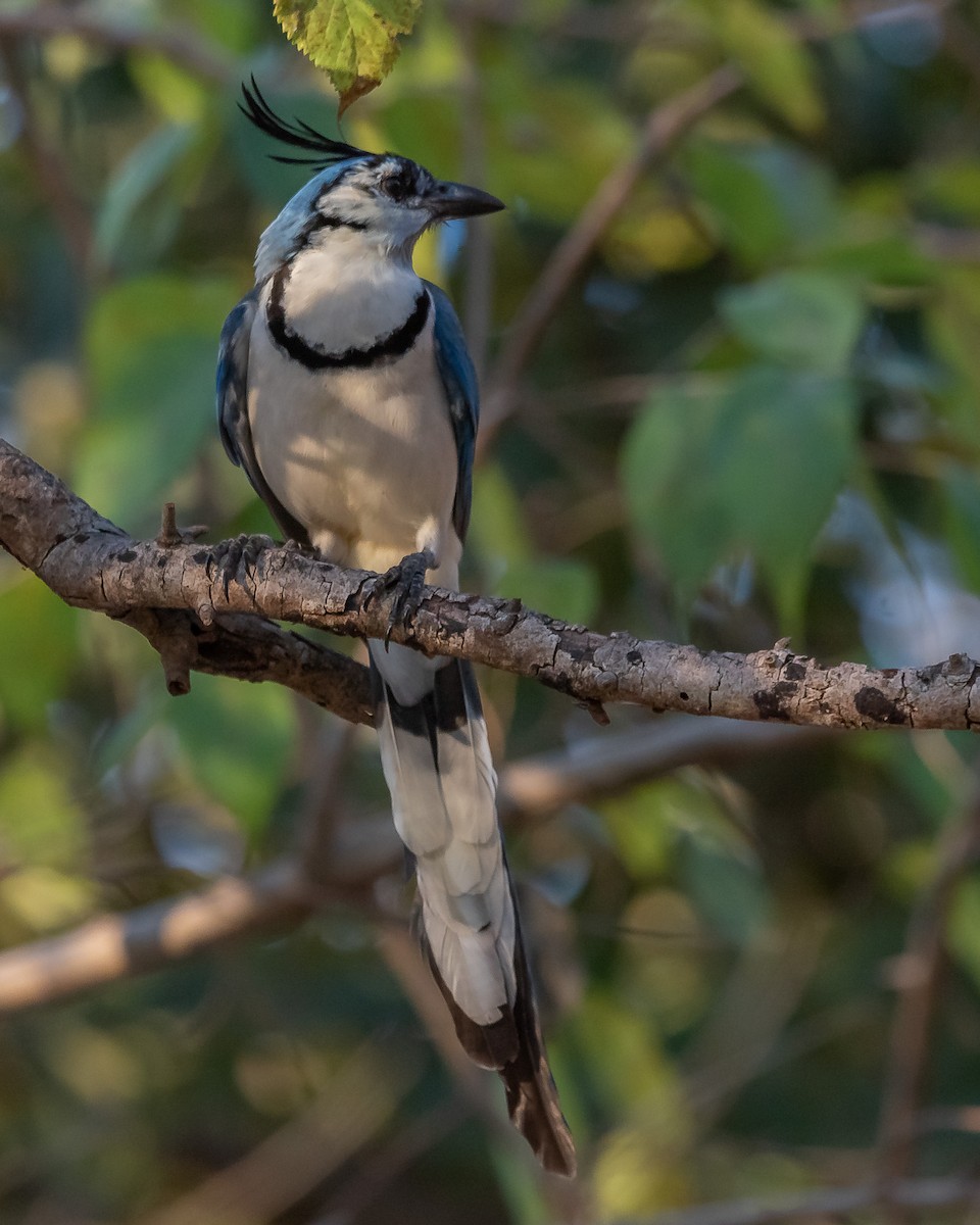White-throated Magpie-Jay - ML620361346