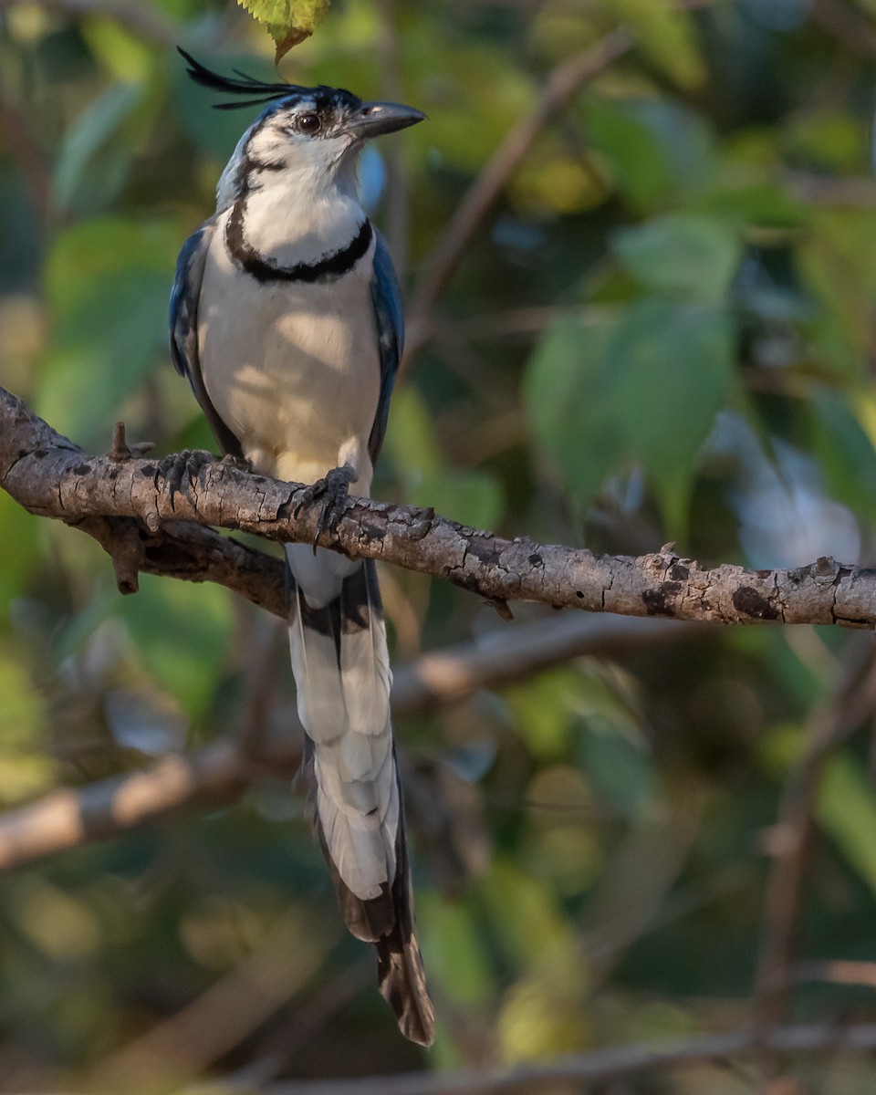 White-throated Magpie-Jay - ML620361348