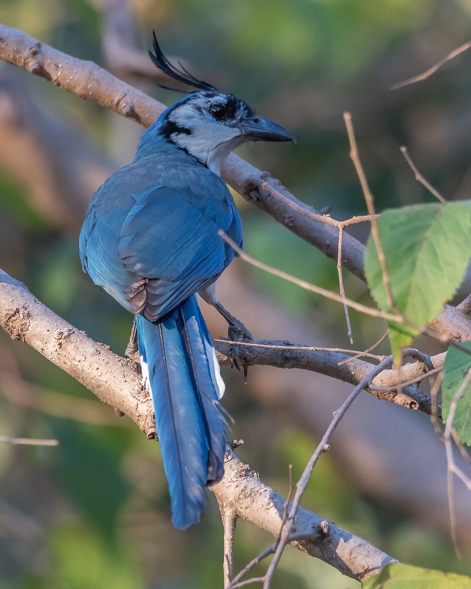 White-throated Magpie-Jay - ML620361349