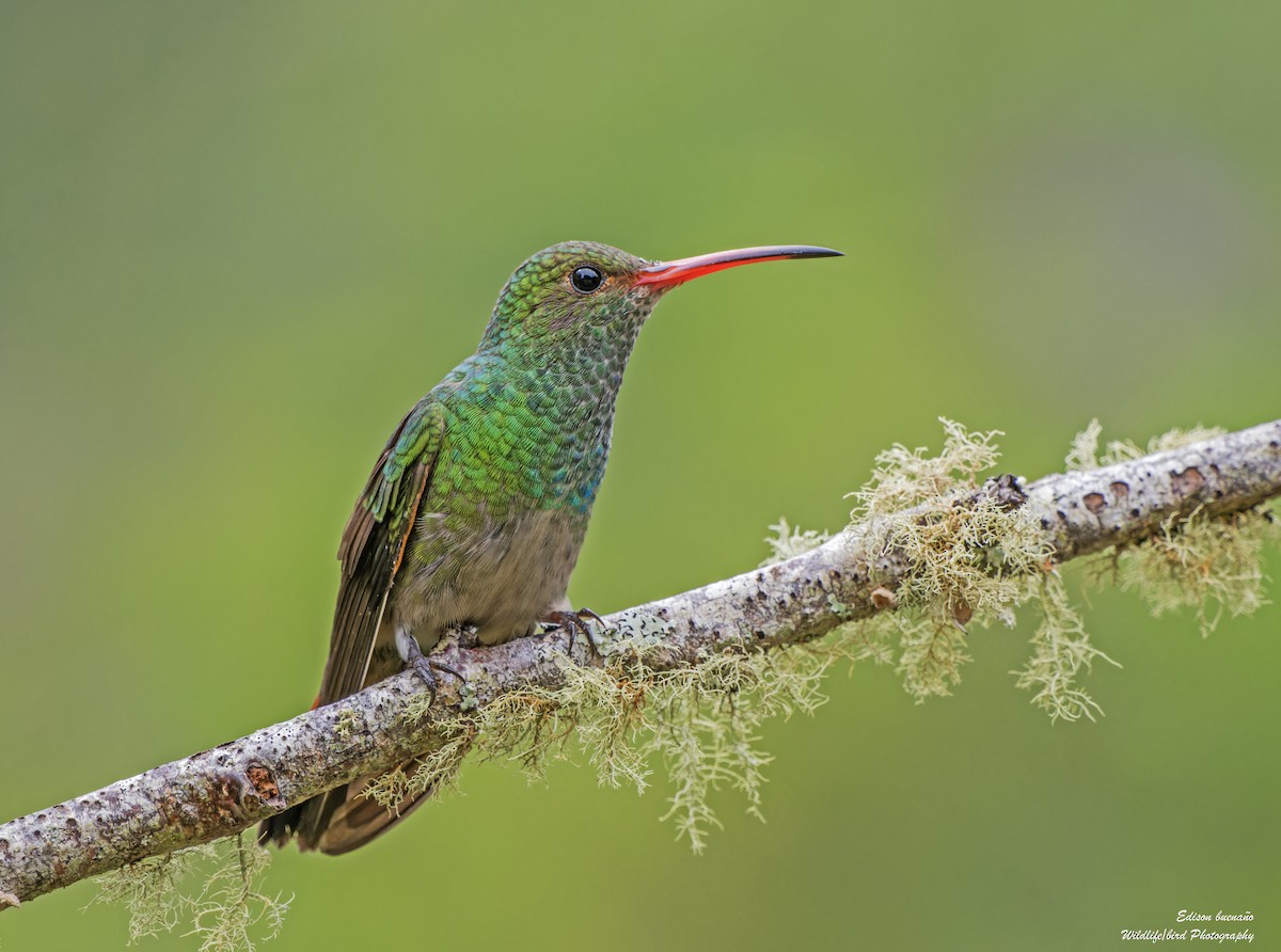 Rufous-tailed Hummingbird - ML620361351