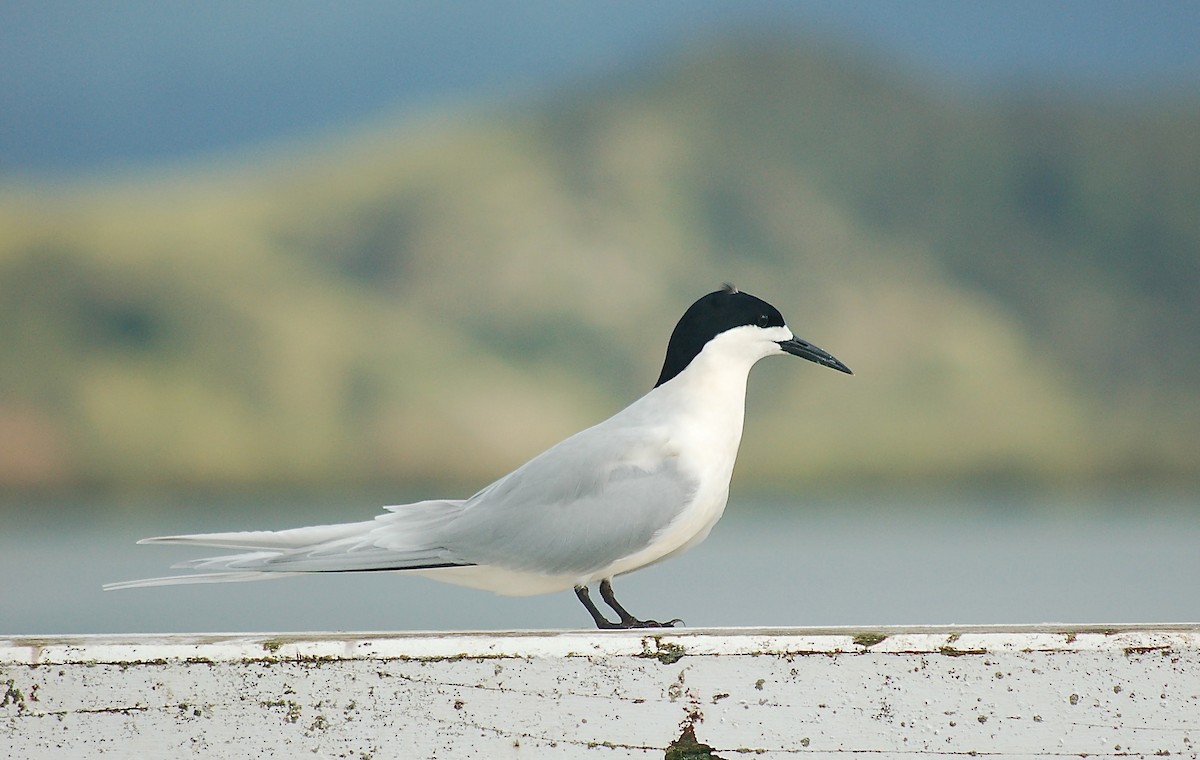 White-fronted Tern - ML620361353