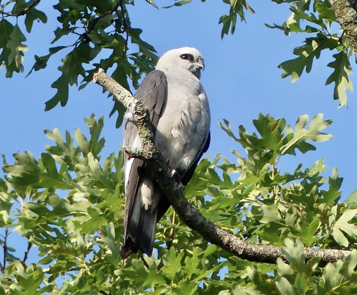 Mississippi Kite - ML620361356