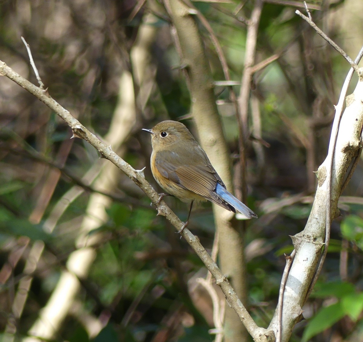 Red-flanked Bluetail - ML620361358