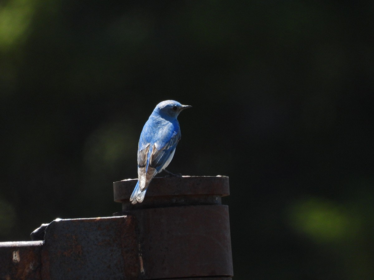 Mountain Bluebird - ML620361364