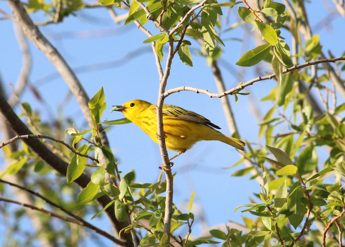Yellow Warbler - Zach Peck