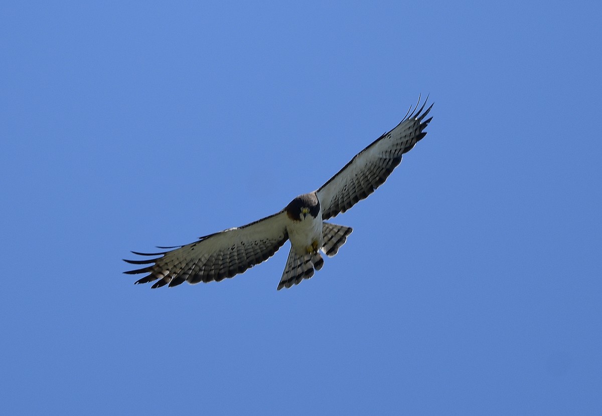 Short-tailed Hawk - ML620361372