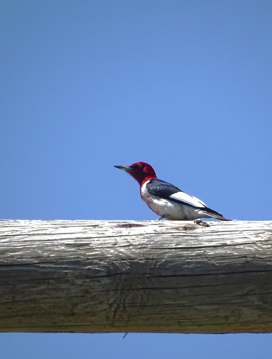 Red-headed Woodpecker - ML620361393