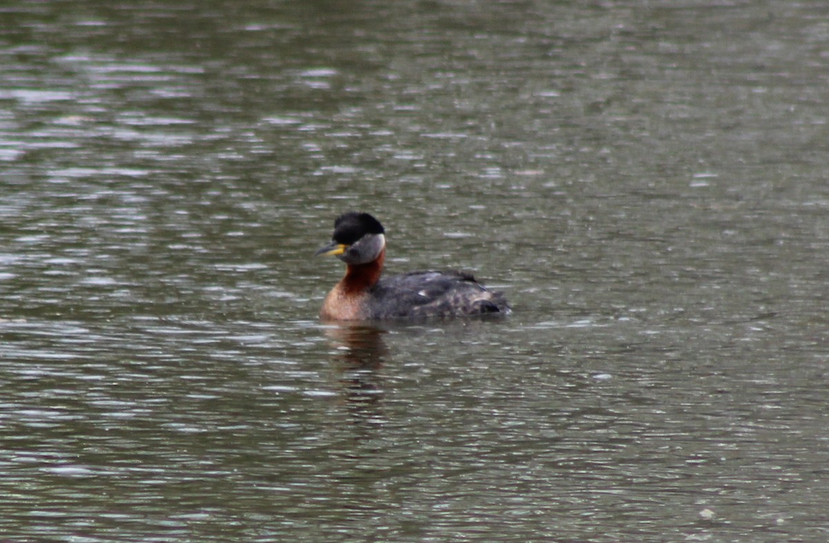 Red-necked Grebe - ML620361398