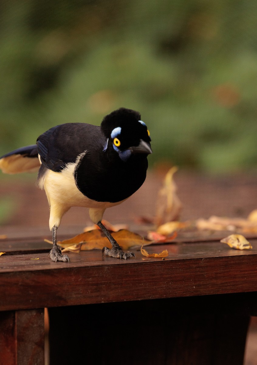 Plush-crested Jay - ML620361420