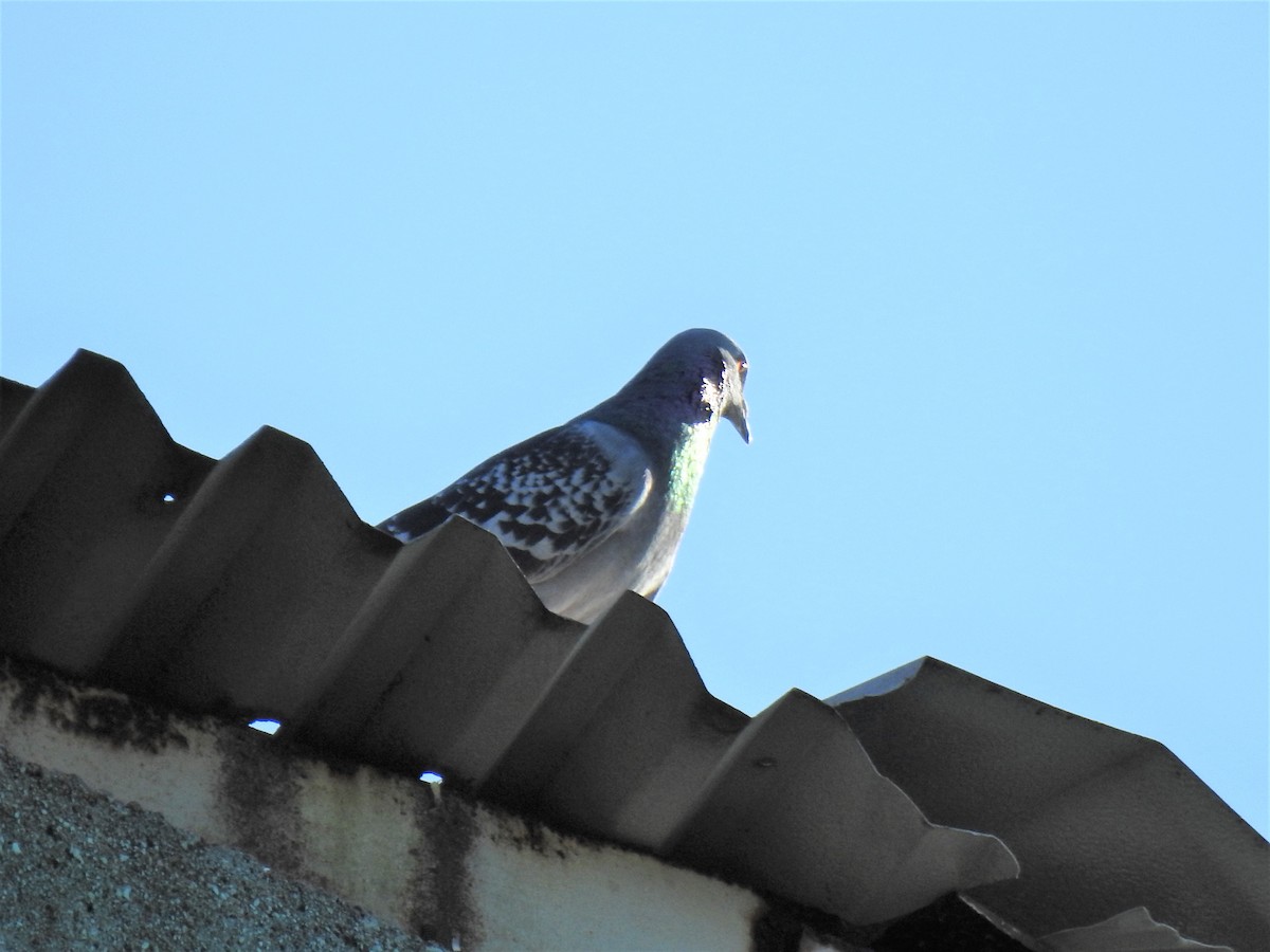 Rock Pigeon (Feral Pigeon) - ML620361428