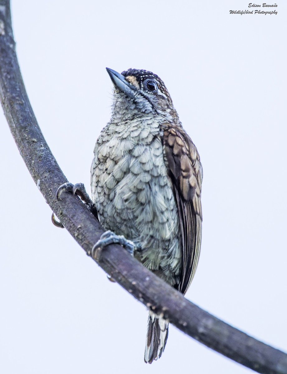Scaled Piculet - ML620361431
