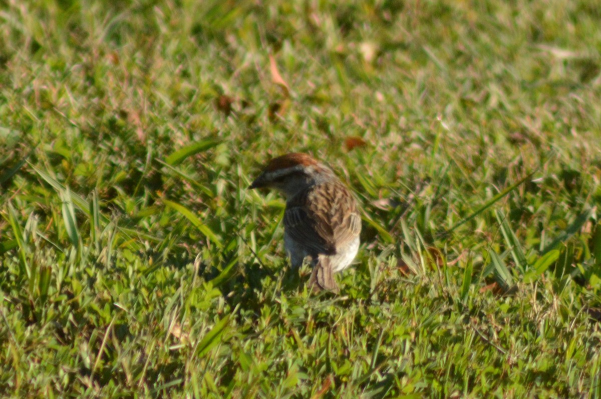 Chipping Sparrow - ML620361435