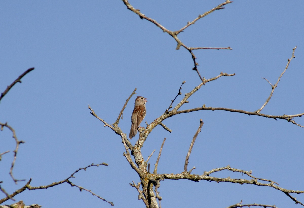 Field Sparrow - ML620361436