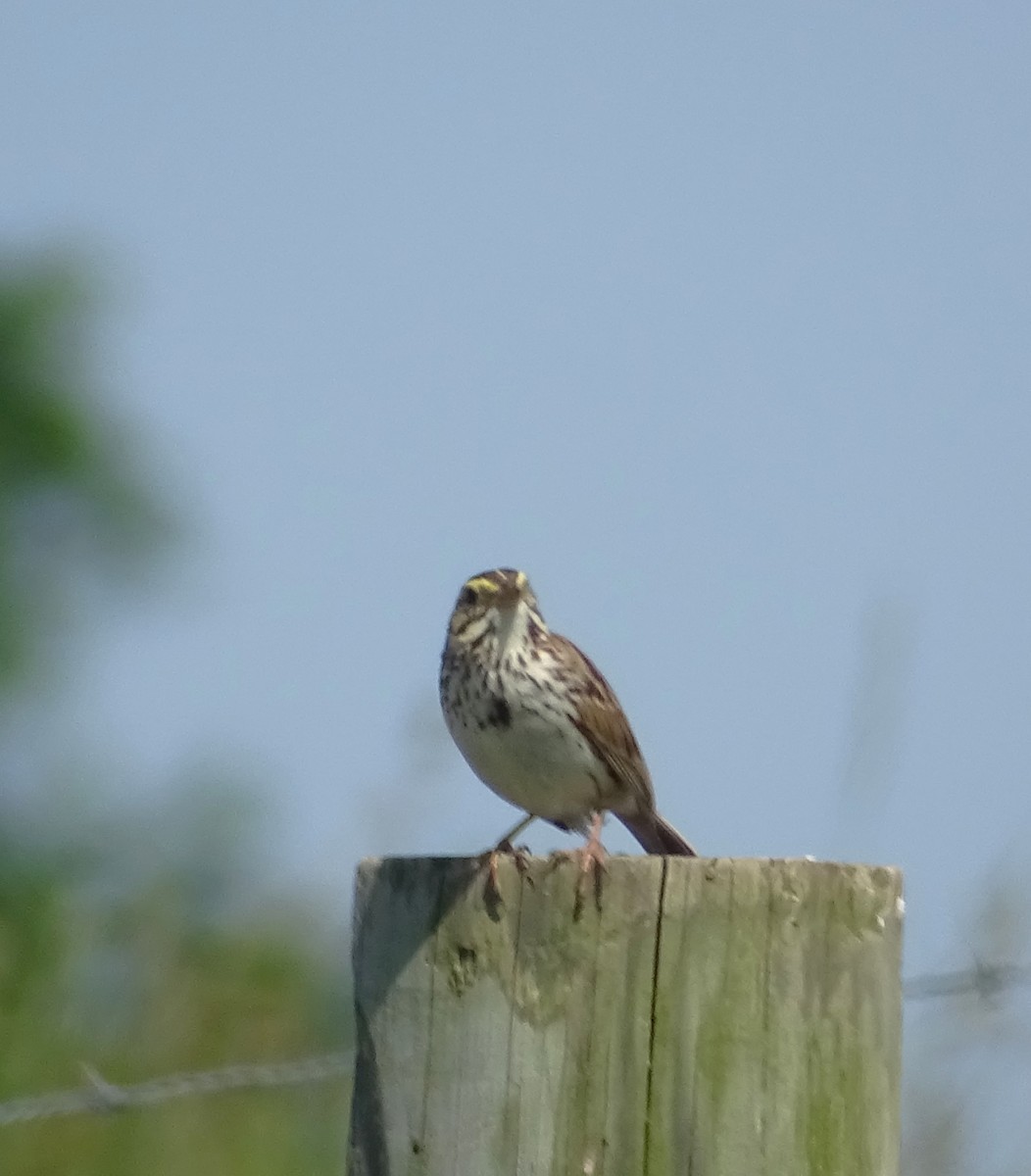 Savannah Sparrow - ML620361437
