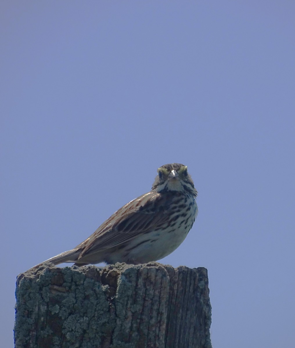 Savannah Sparrow - ML620361438