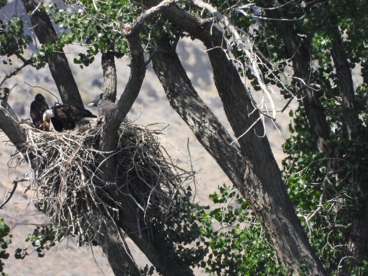 Weißkopf-Seeadler - ML620361439