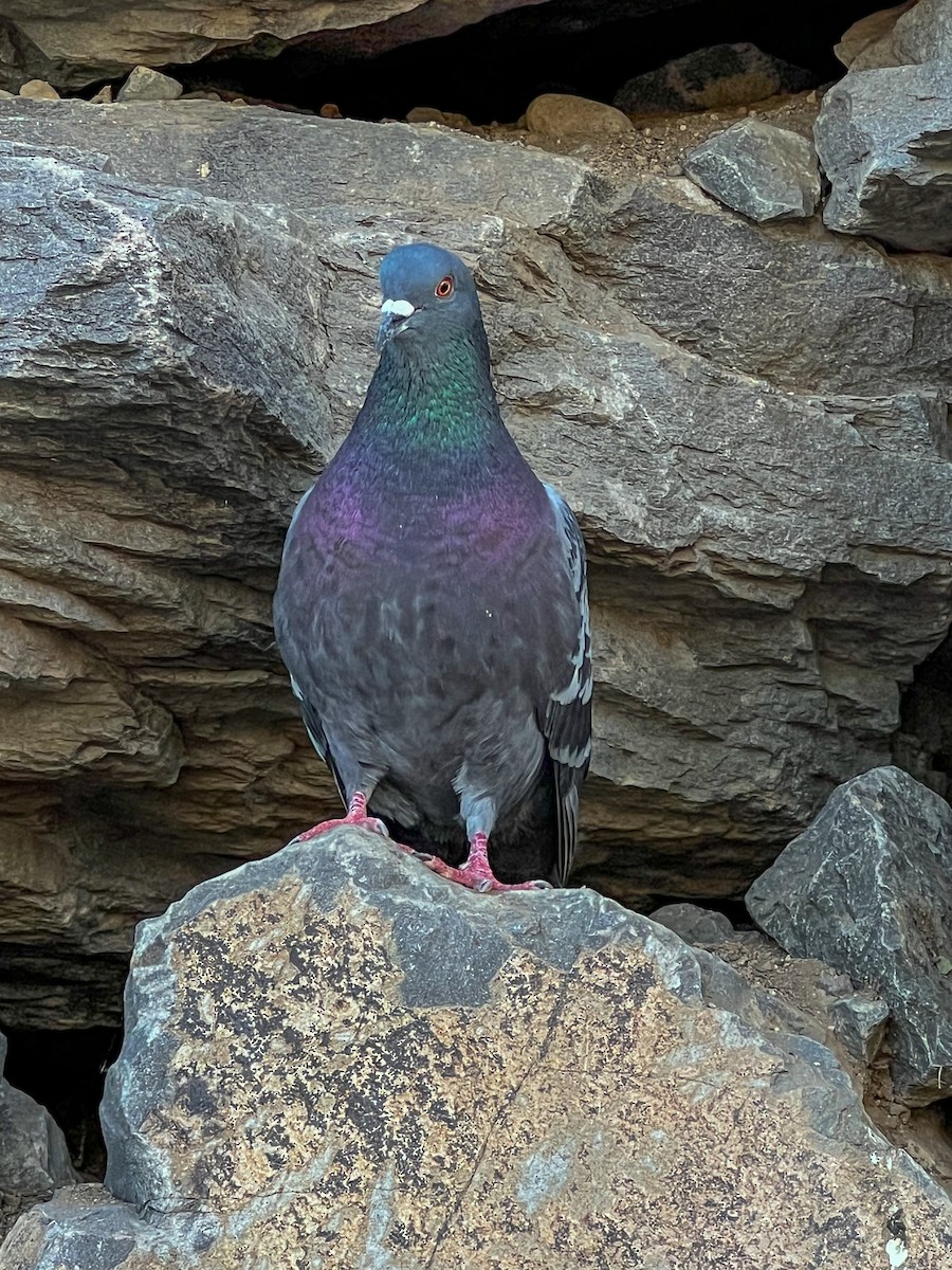 Pigeon biset (forme domestique) - ML620361440