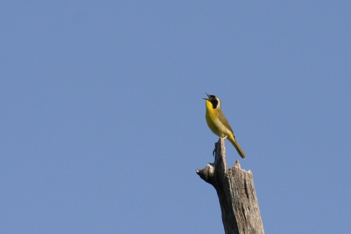 Common Yellowthroat - Gwyn T