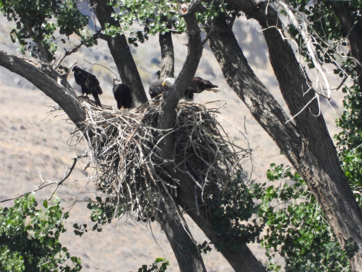 Bald Eagle - ML620361443