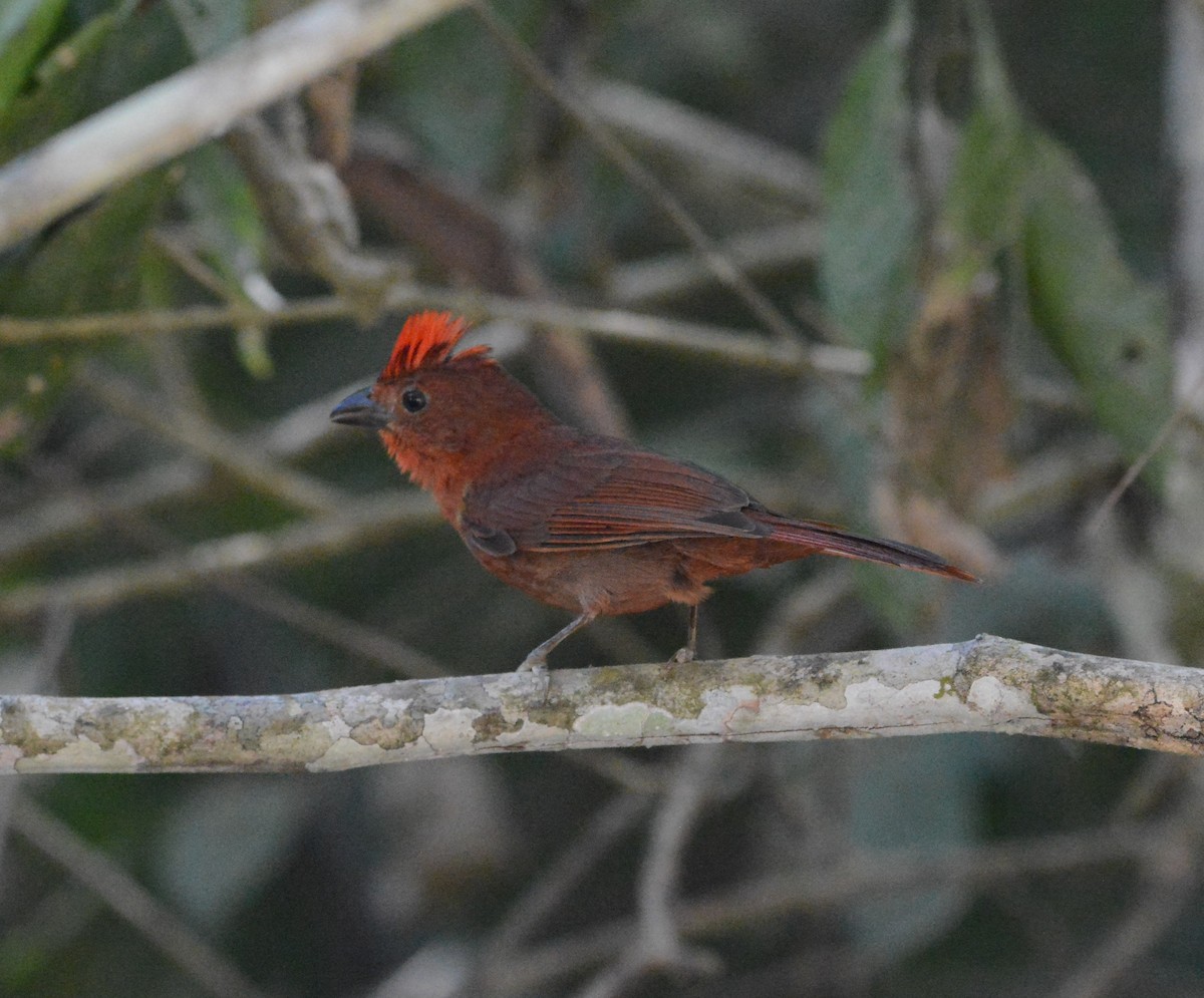 Red-crowned Ant-Tanager - Jeffry Morataya