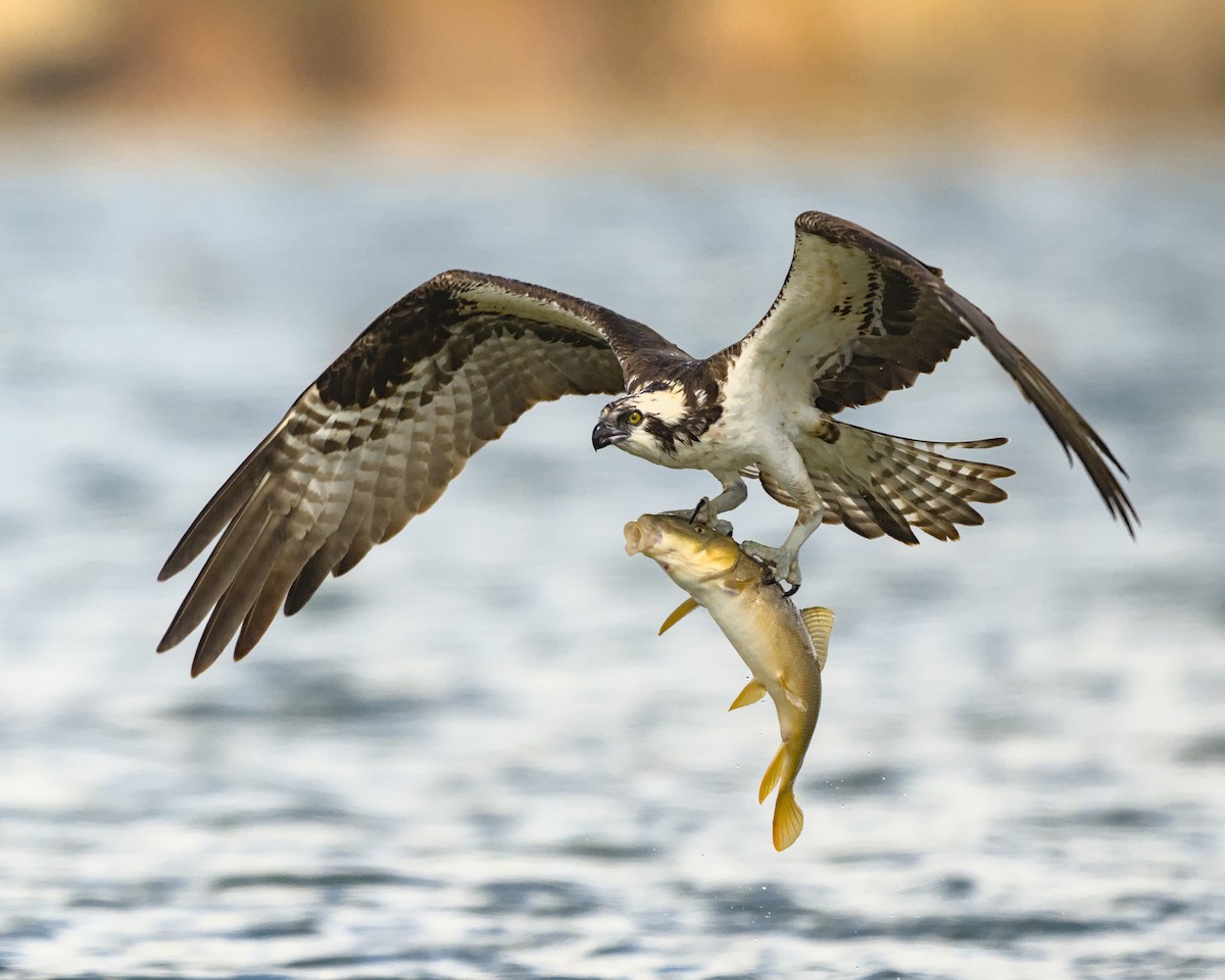 Águila Pescadora - ML620361457