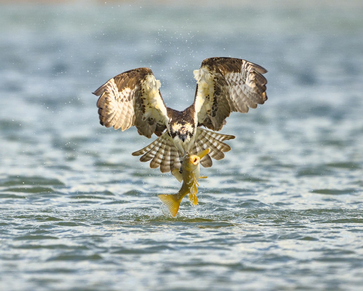 Águila Pescadora - ML620361459