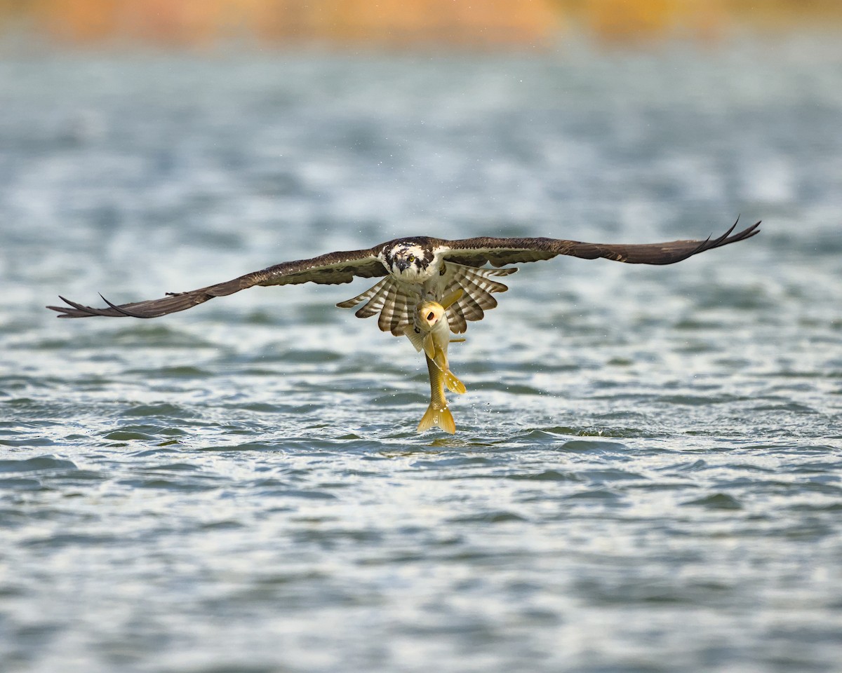 Águila Pescadora - ML620361462