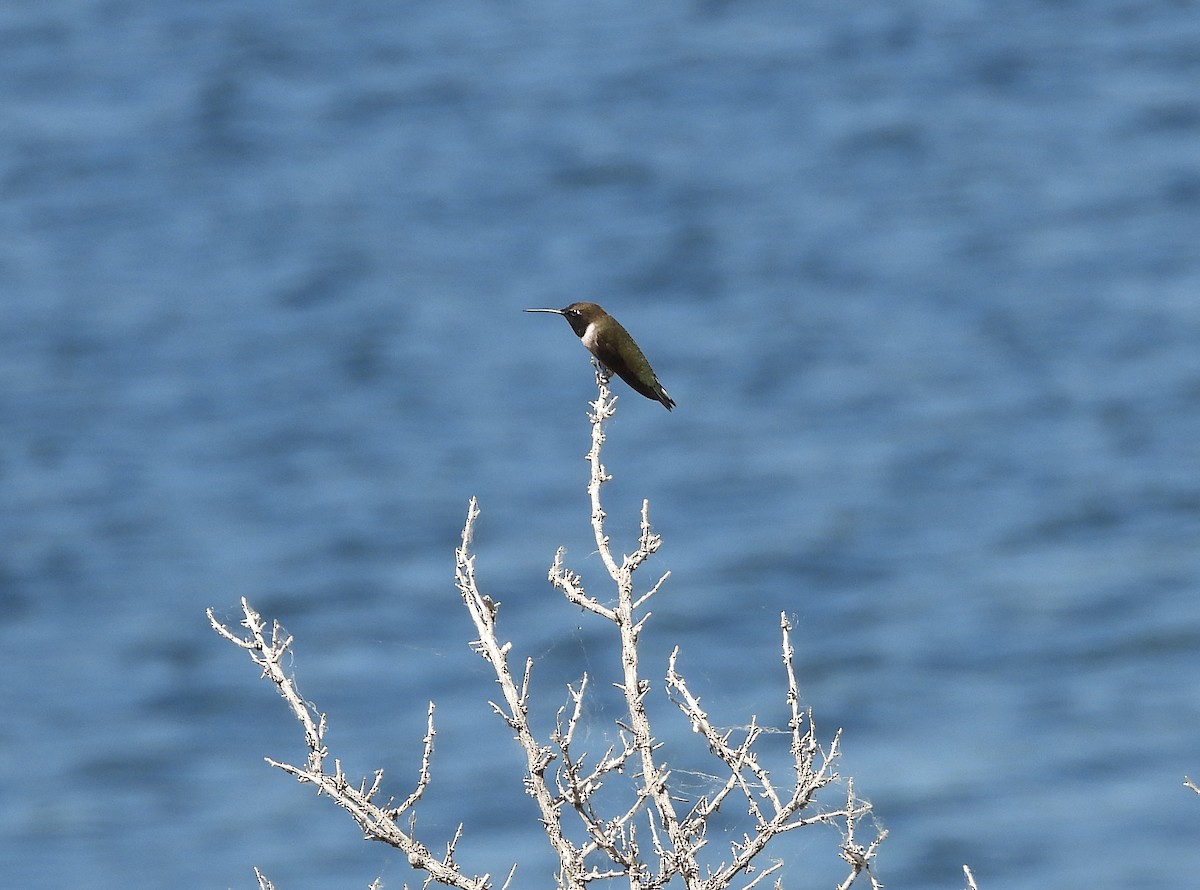 Black-chinned Hummingbird - ML620361463