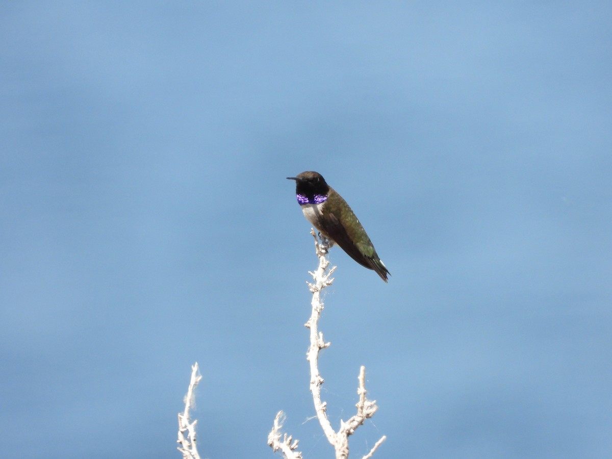 Black-chinned Hummingbird - ML620361467