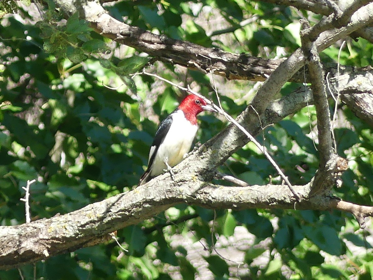 Red-headed Woodpecker - ML620361471