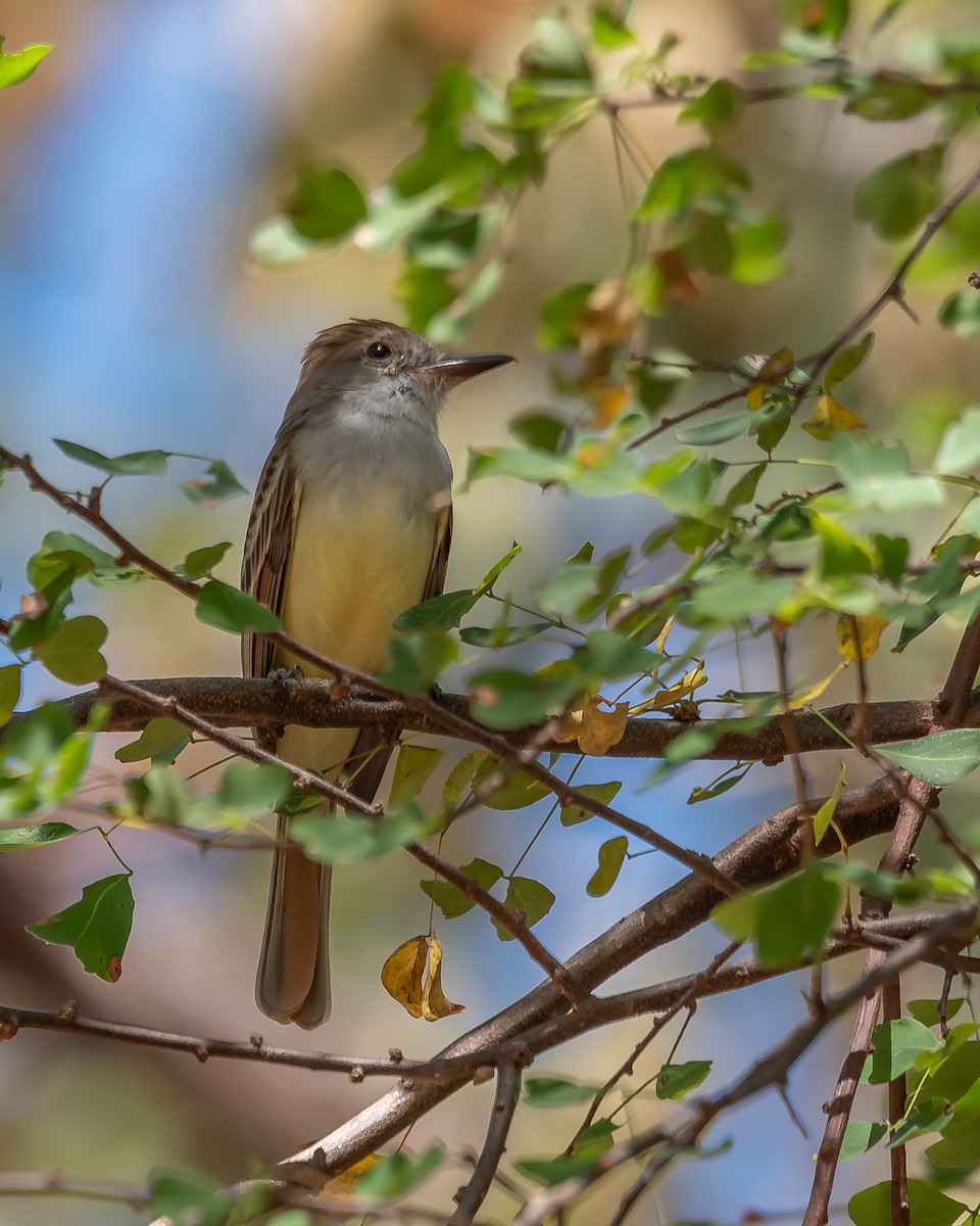 Nutting's Flycatcher - ML620361473