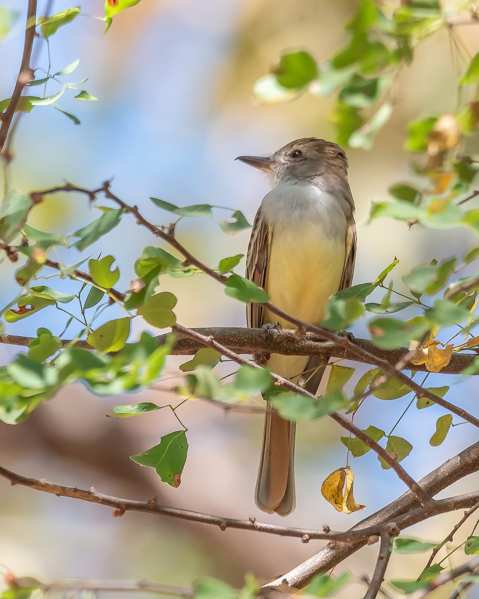 Nutting's Flycatcher - ML620361474