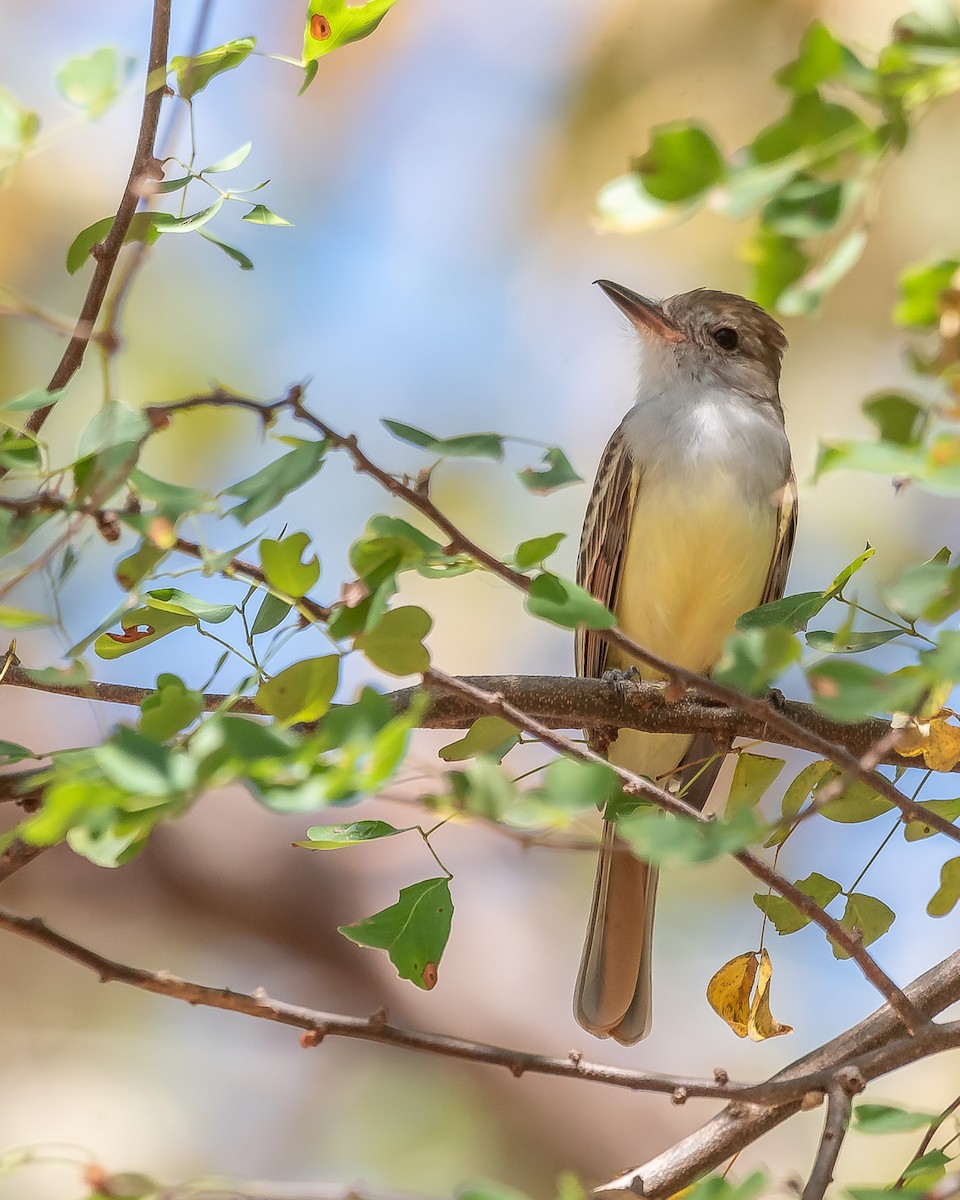 Nutting's Flycatcher - ML620361475