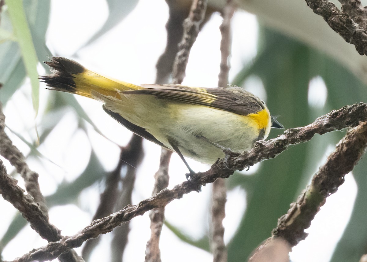 American Redstart - ML620361476