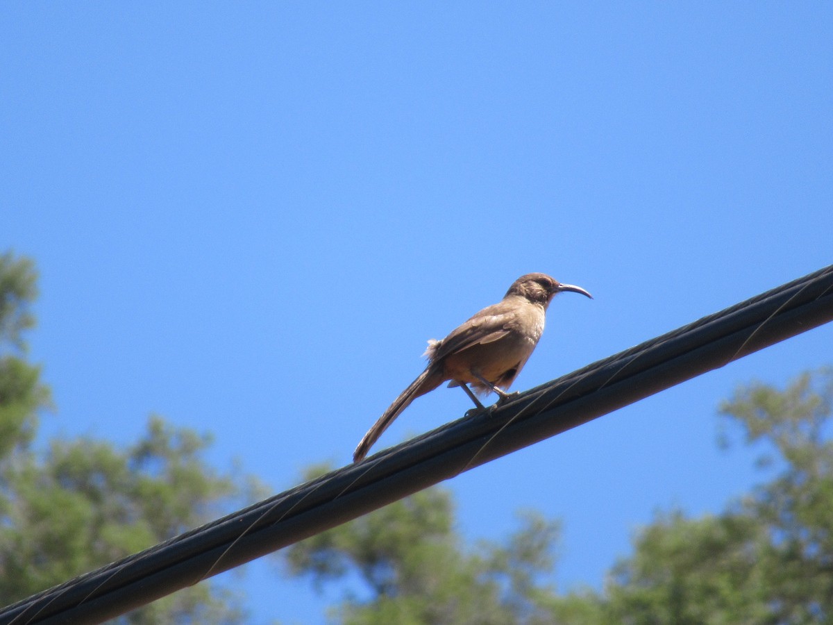 California Thrasher - ML620361481