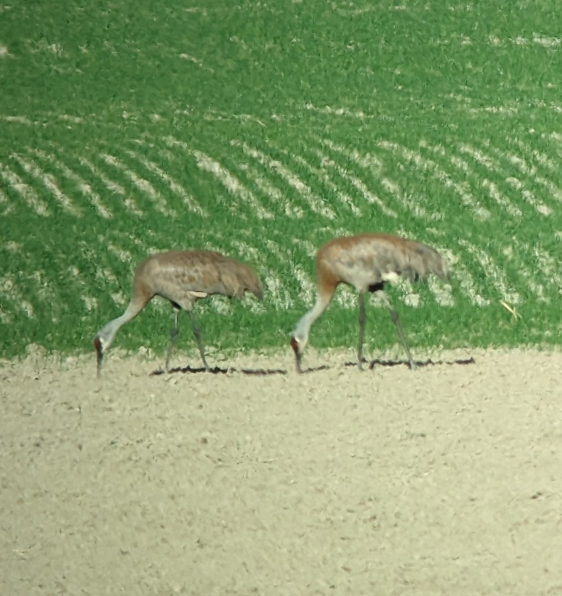 Sandhill Crane - ML620361493