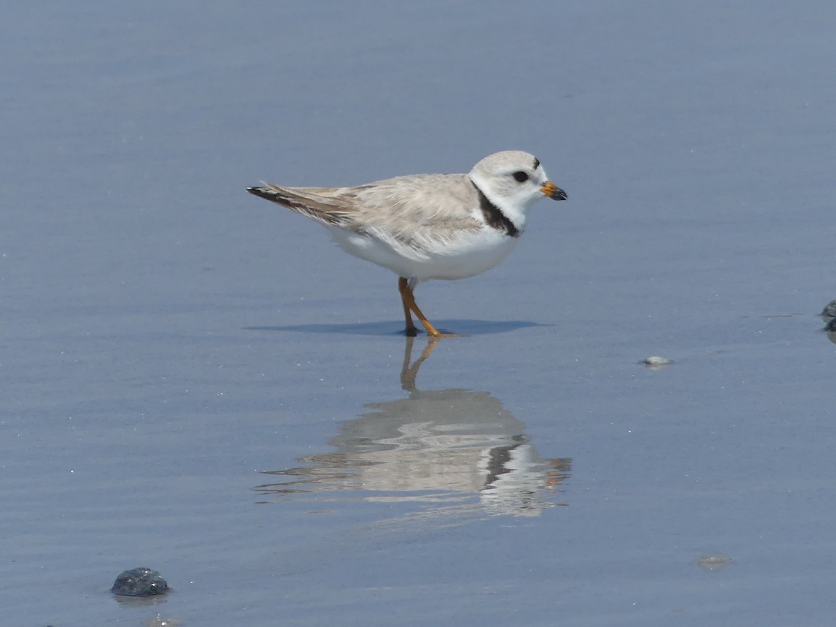 Piping Plover - ML620361510