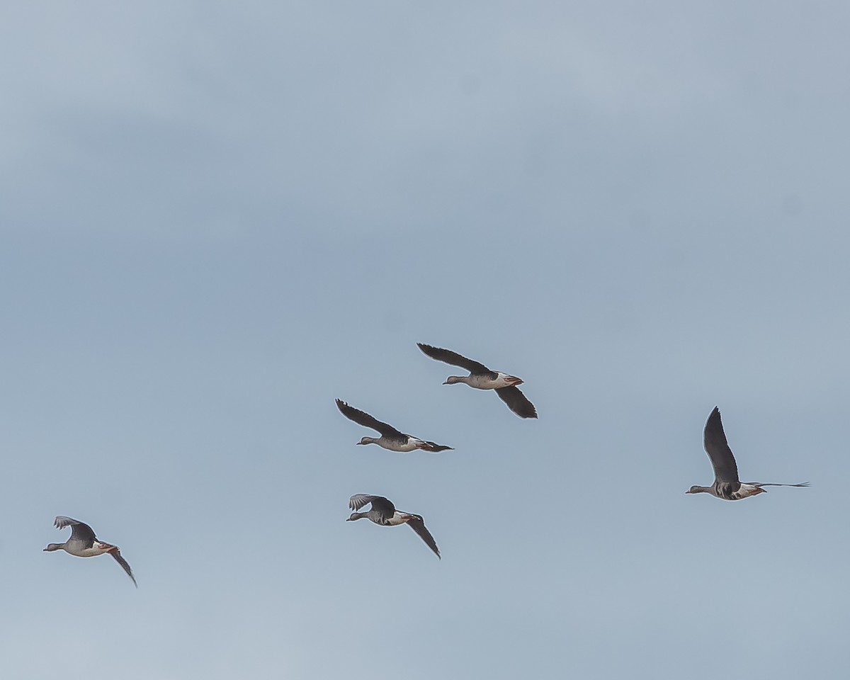Greater White-fronted Goose - ML620361515