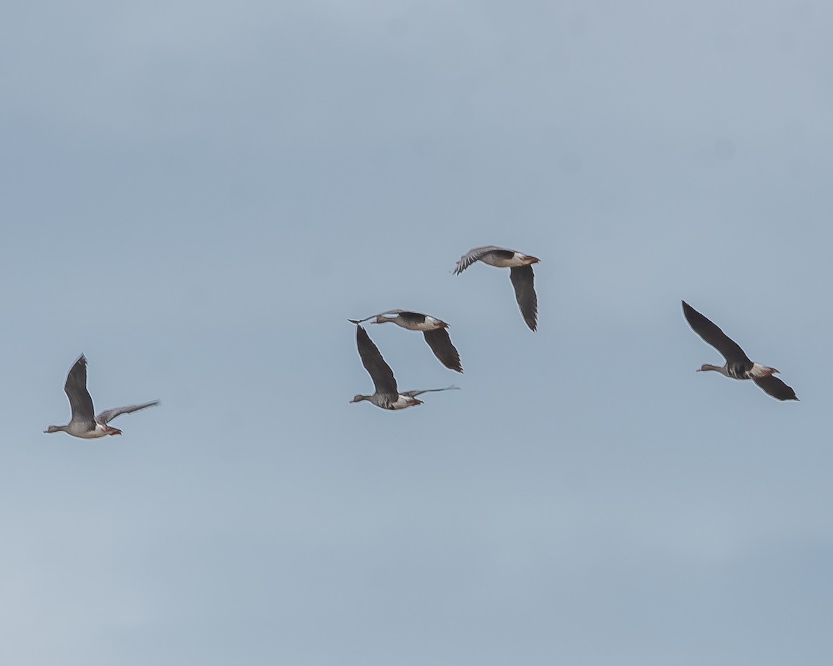 Greater White-fronted Goose - ML620361516