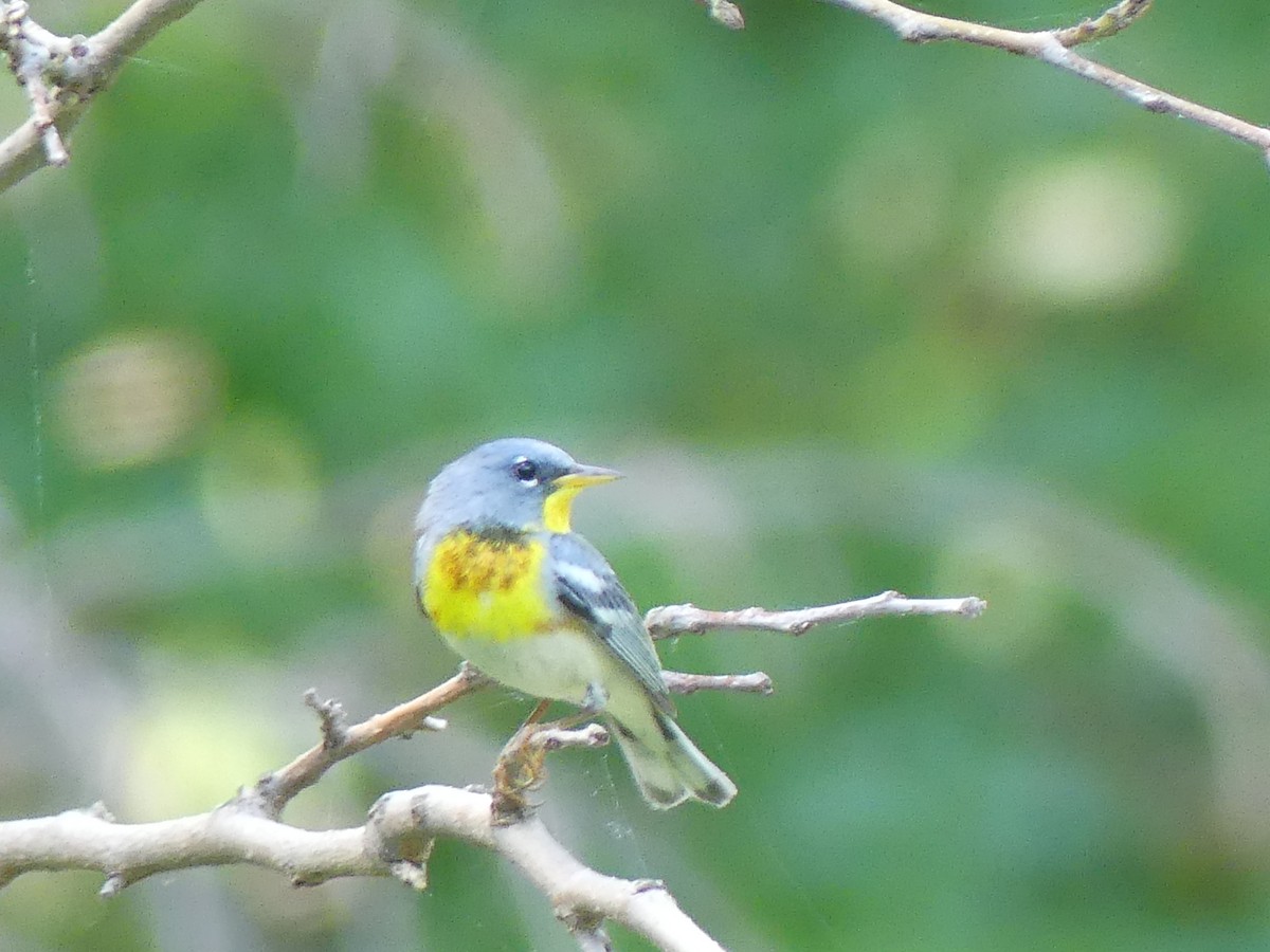 Northern Parula - ML620361519