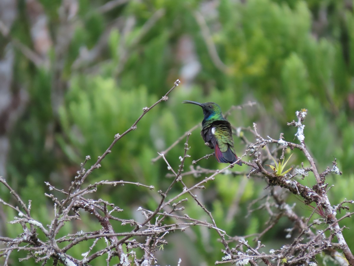 kolibřík tropický - ML620361526