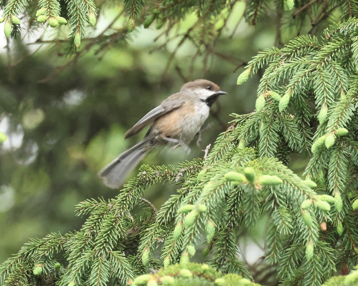 Boreal Chickadee - ML620361529