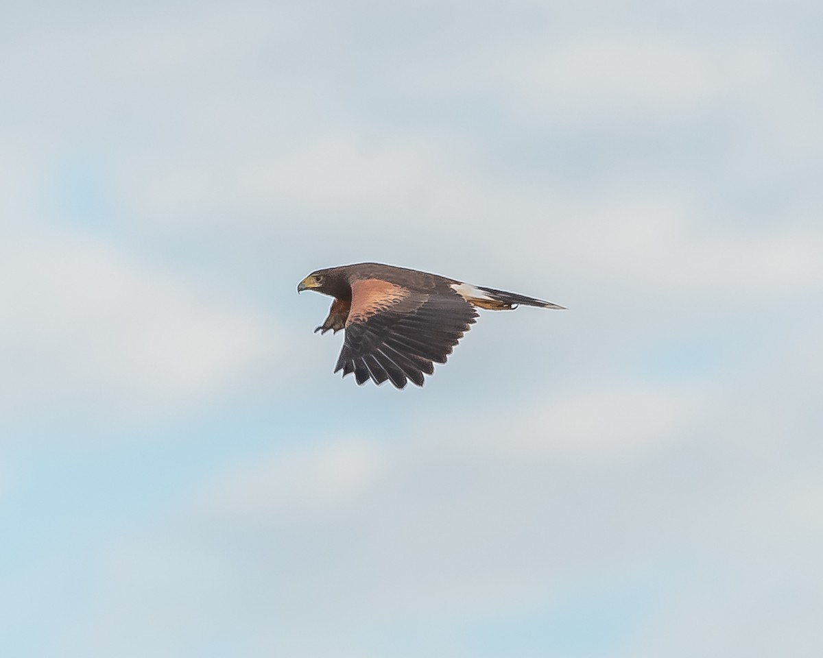 Harris's Hawk - ML620361532