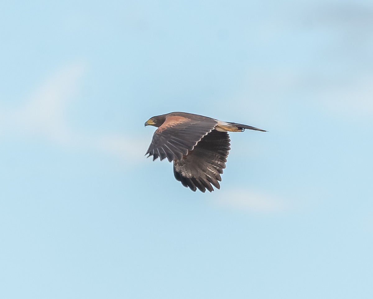 Harris's Hawk - ML620361533