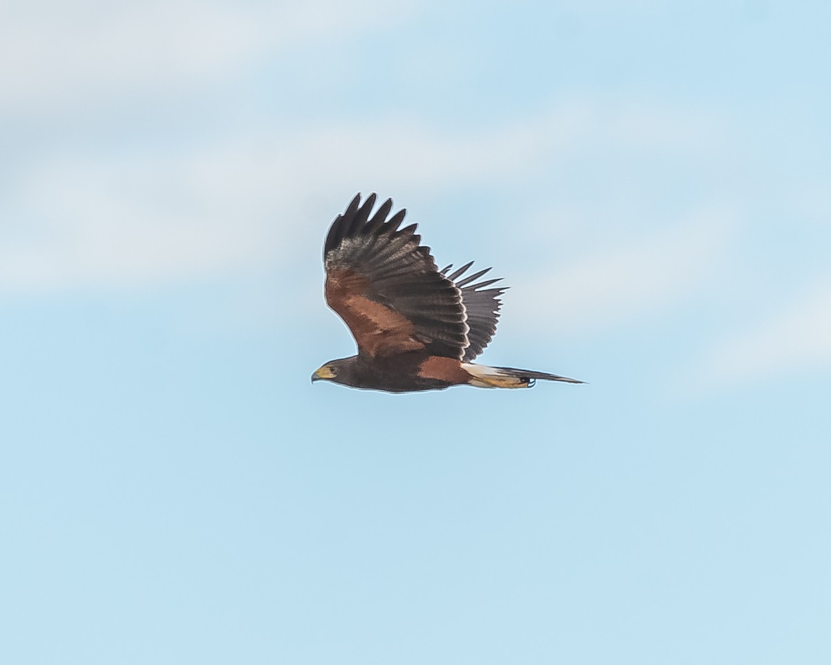 Harris's Hawk - ML620361534