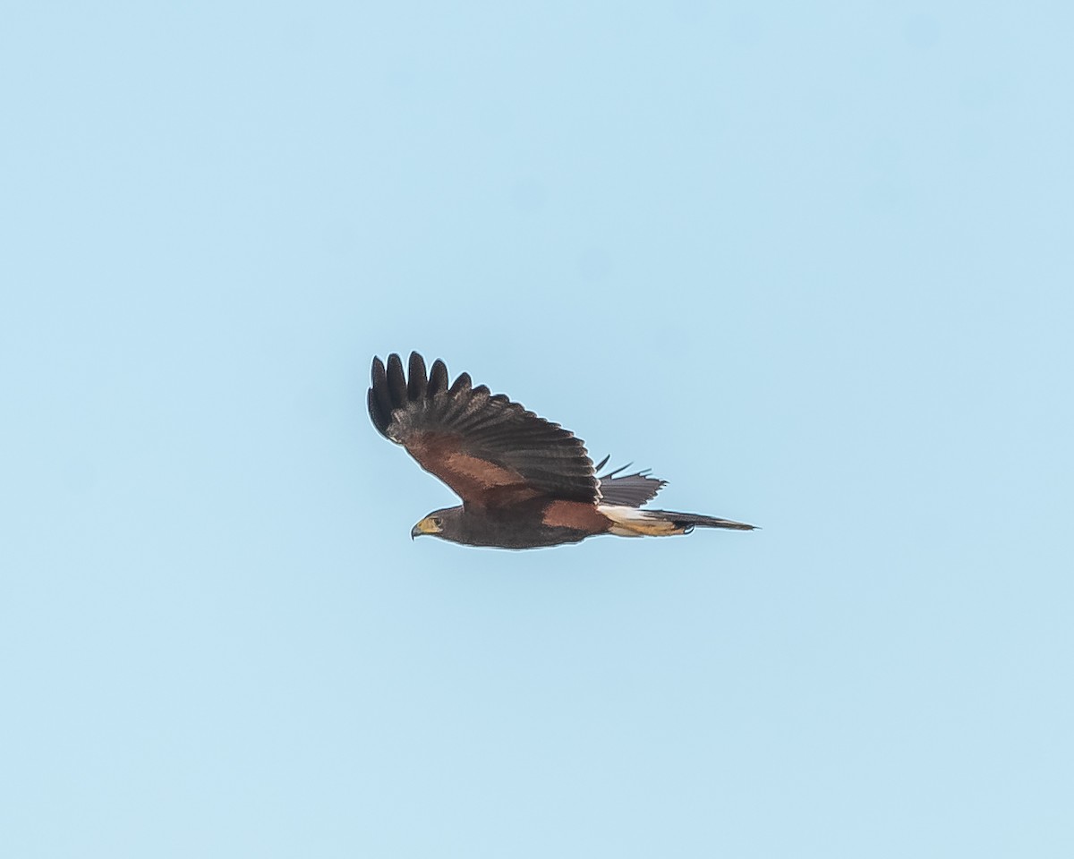 Harris's Hawk - ML620361535